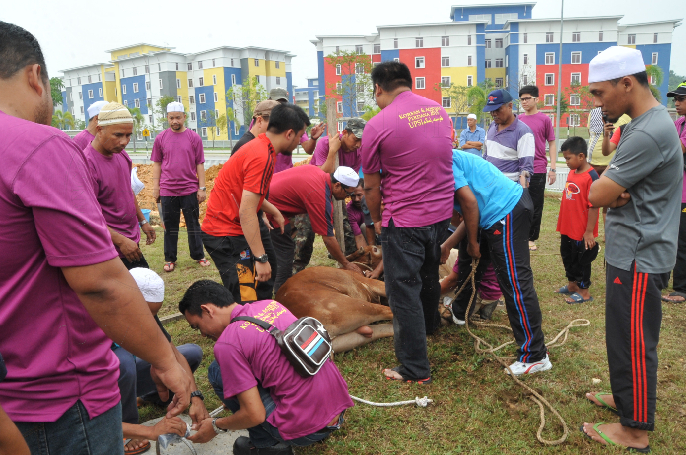 PRO15 150 KORBAN HAS 6840